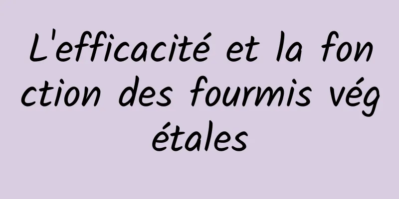 L'efficacité et la fonction des fourmis végétales