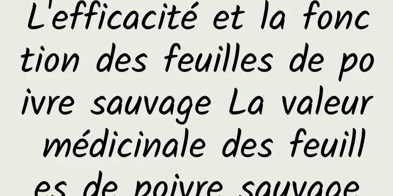 L'efficacité et la fonction des feuilles de poivre sauvage La valeur médicinale des feuilles de poivre sauvage