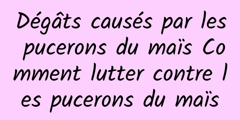 Dégâts causés par les pucerons du maïs Comment lutter contre les pucerons du maïs