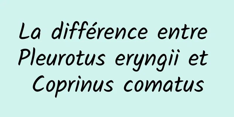 La différence entre Pleurotus eryngii et Coprinus comatus