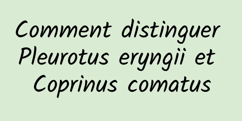 Comment distinguer Pleurotus eryngii et Coprinus comatus