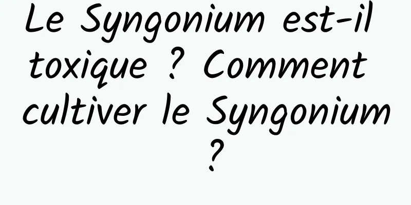 Le Syngonium est-il toxique ? Comment cultiver le Syngonium ?