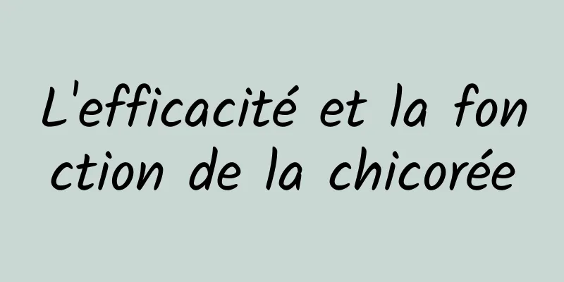 L'efficacité et la fonction de la chicorée