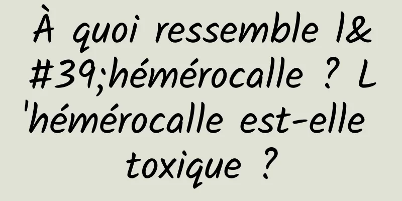 À quoi ressemble l'hémérocalle ? L'hémérocalle est-elle toxique ?