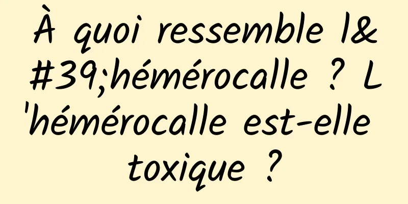 À quoi ressemble l'hémérocalle ? L'hémérocalle est-elle toxique ?