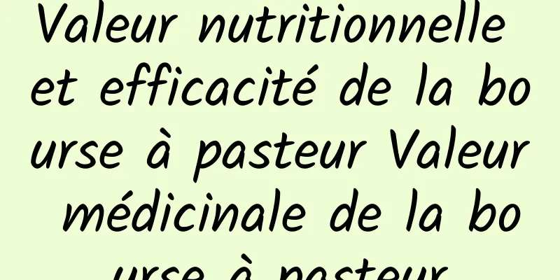 Valeur nutritionnelle et efficacité de la bourse à pasteur Valeur médicinale de la bourse à pasteur