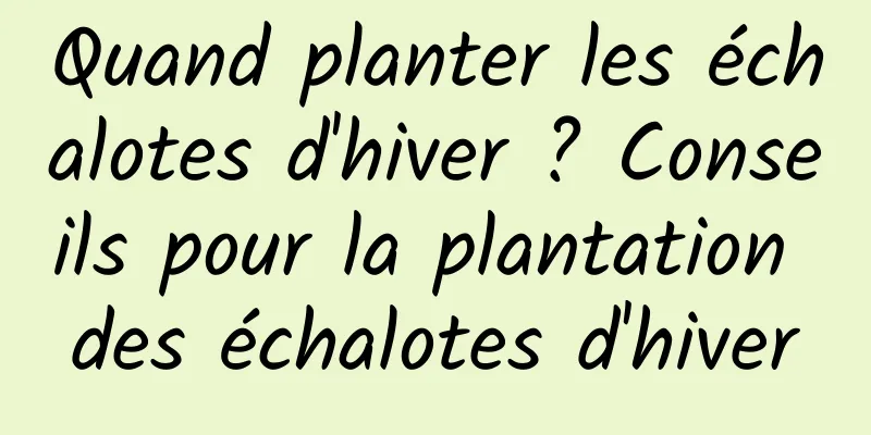 Quand planter les échalotes d'hiver ? Conseils pour la plantation des échalotes d'hiver