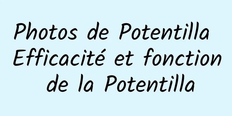 Photos de Potentilla Efficacité et fonction de la Potentilla