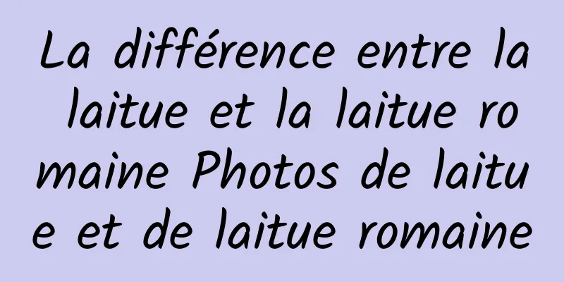 La différence entre la laitue et la laitue romaine Photos de laitue et de laitue romaine