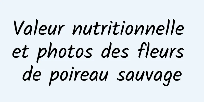 Valeur nutritionnelle et photos des fleurs de poireau sauvage