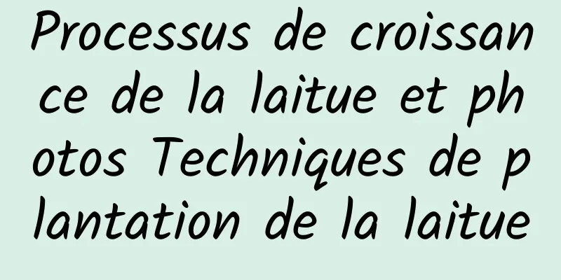 Processus de croissance de la laitue et photos Techniques de plantation de la laitue