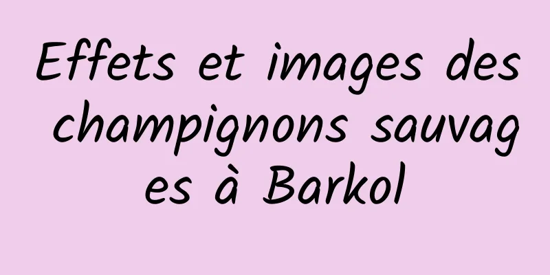 Effets et images des champignons sauvages à Barkol