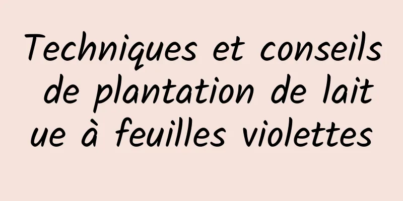 Techniques et conseils de plantation de laitue à feuilles violettes