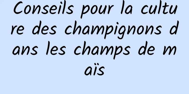 Conseils pour la culture des champignons dans les champs de maïs