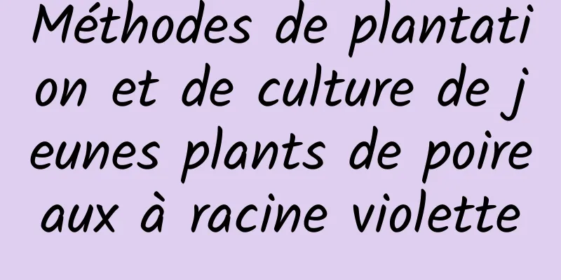 Méthodes de plantation et de culture de jeunes plants de poireaux à racine violette