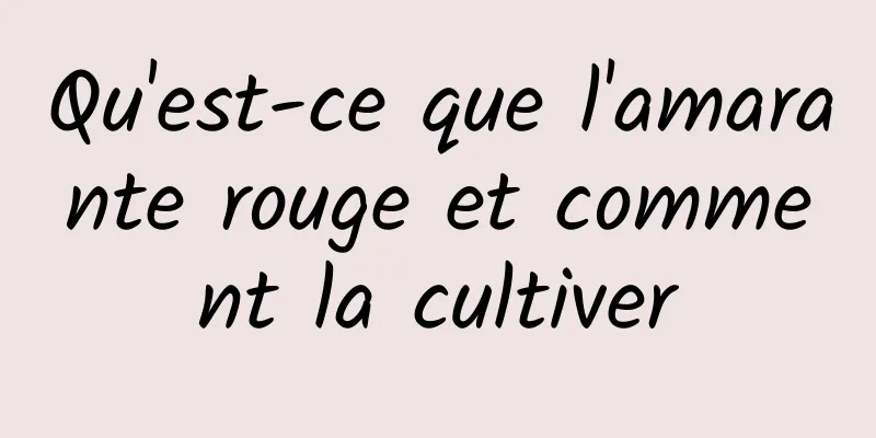 Qu'est-ce que l'amarante rouge et comment la cultiver