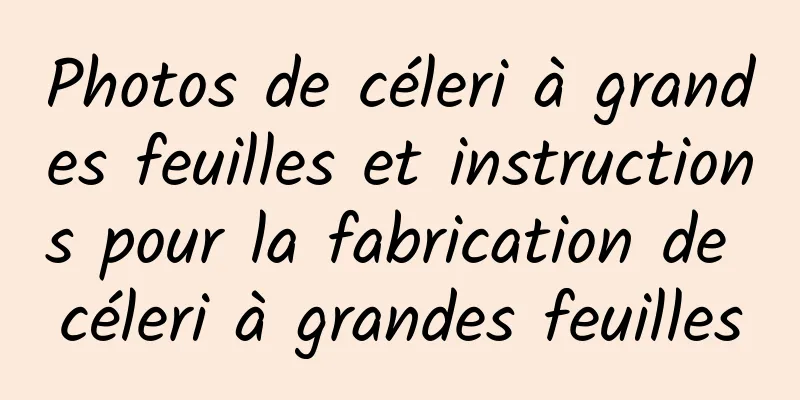 Photos de céleri à grandes feuilles et instructions pour la fabrication de céleri à grandes feuilles