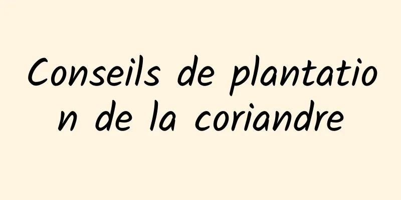 Conseils de plantation de la coriandre