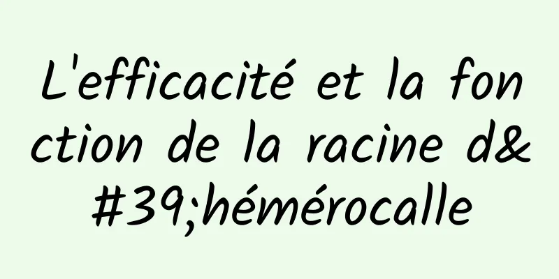 L'efficacité et la fonction de la racine d'hémérocalle