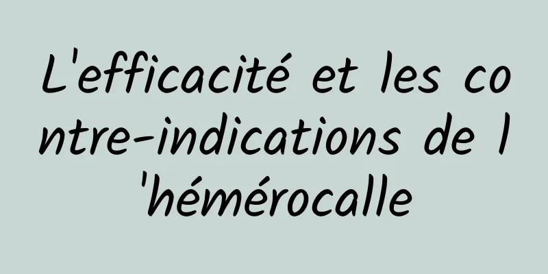 L'efficacité et les contre-indications de l'hémérocalle