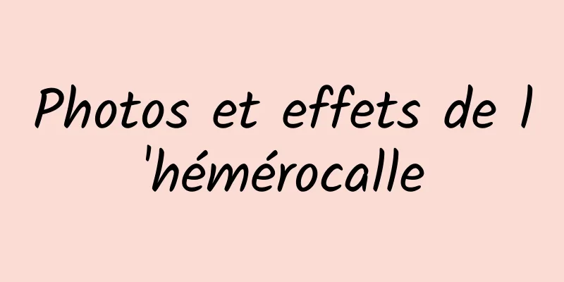 Photos et effets de l'hémérocalle