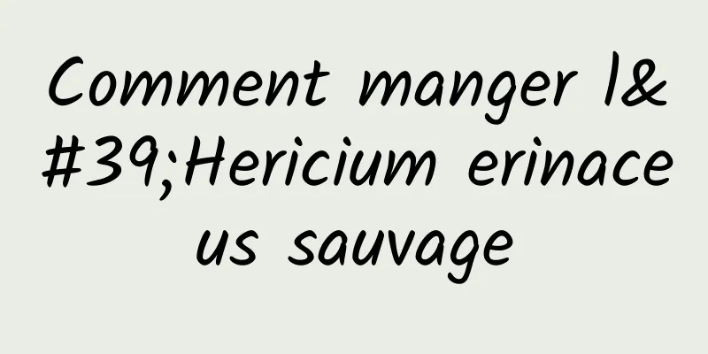 Comment manger l'Hericium erinaceus sauvage