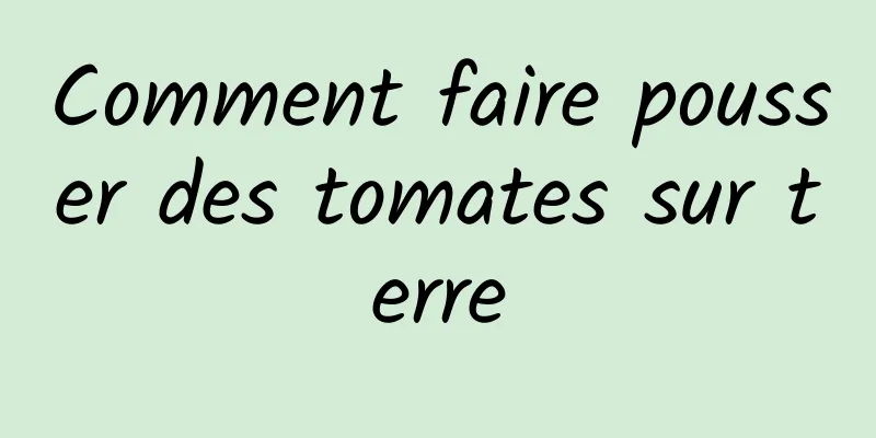 Comment faire pousser des tomates sur terre