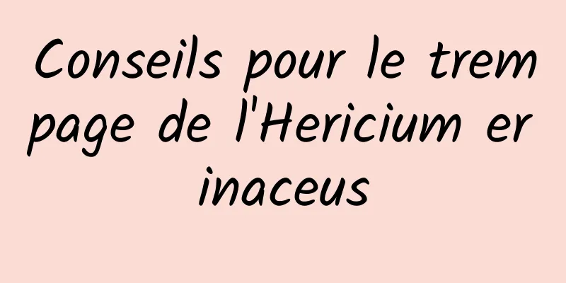 Conseils pour le trempage de l'Hericium erinaceus