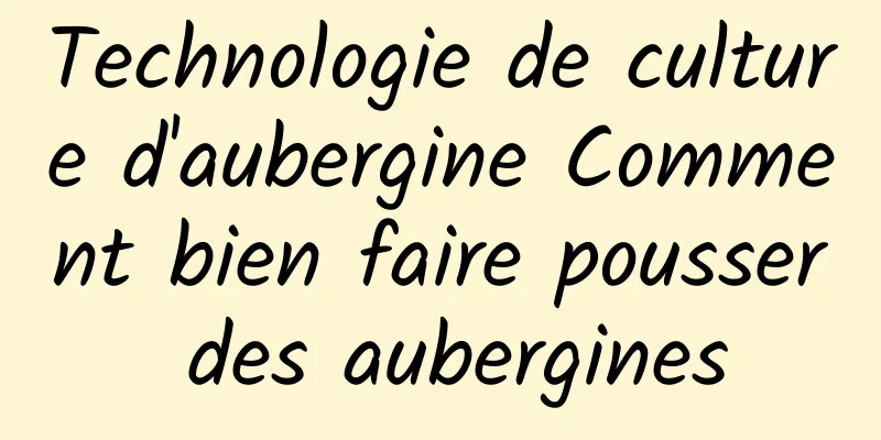 Technologie de culture d'aubergine Comment bien faire pousser des aubergines