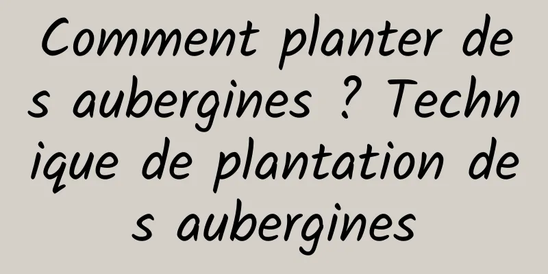 Comment planter des aubergines ? Technique de plantation des aubergines