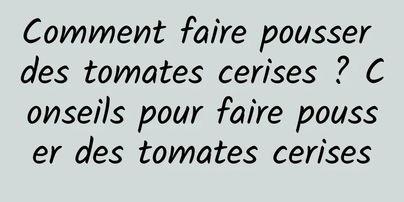 Comment faire pousser des tomates cerises ? Conseils pour faire pousser des tomates cerises