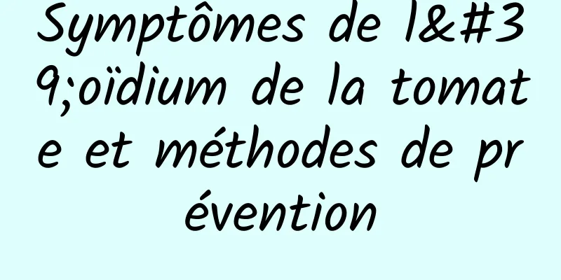 Symptômes de l'oïdium de la tomate et méthodes de prévention