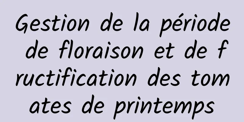 Gestion de la période de floraison et de fructification des tomates de printemps