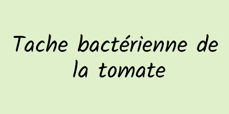 Tache bactérienne de la tomate