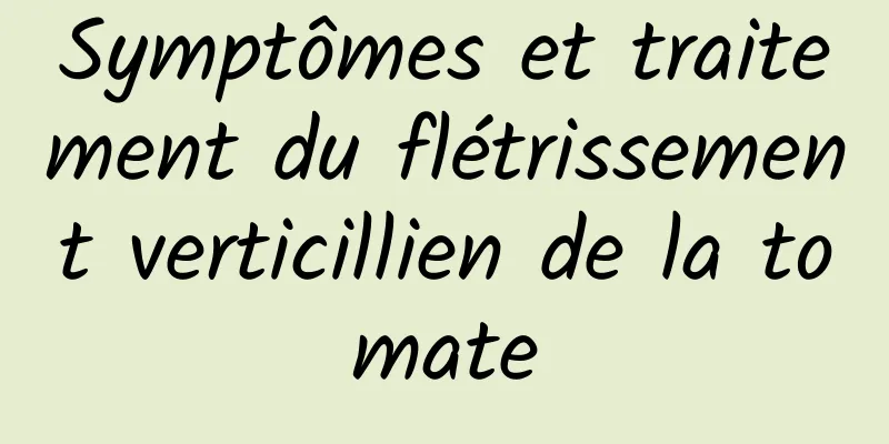 Symptômes et traitement du flétrissement verticillien de la tomate