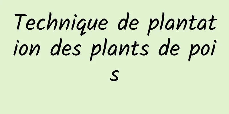 Technique de plantation des plants de pois