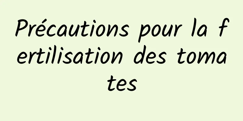 Précautions pour la fertilisation des tomates