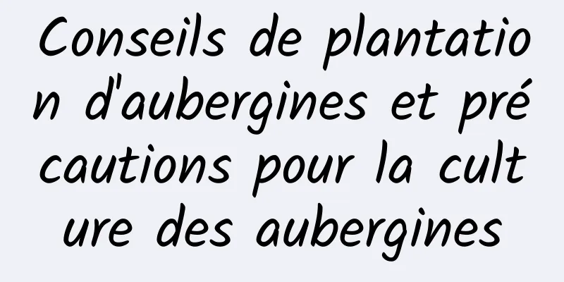 Conseils de plantation d'aubergines et précautions pour la culture des aubergines