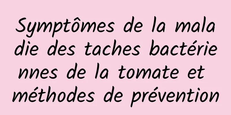 Symptômes de la maladie des taches bactériennes de la tomate et méthodes de prévention