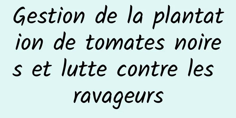 Gestion de la plantation de tomates noires et lutte contre les ravageurs