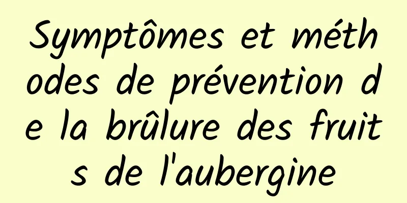 Symptômes et méthodes de prévention de la brûlure des fruits de l'aubergine