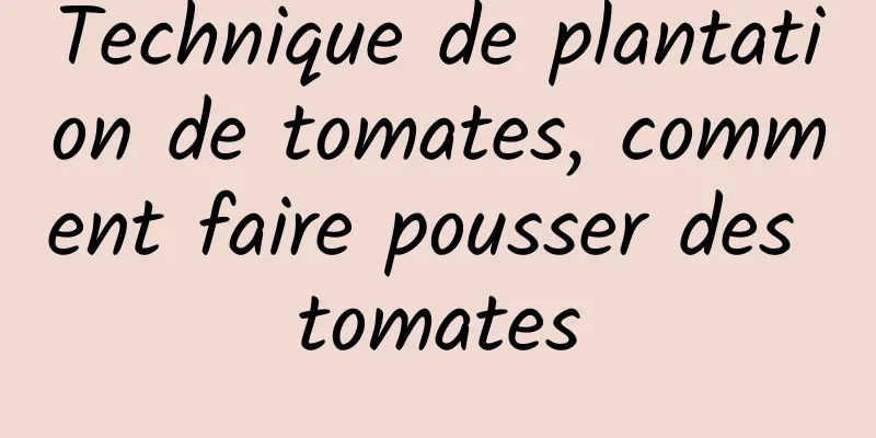 Technique de plantation de tomates, comment faire pousser des tomates