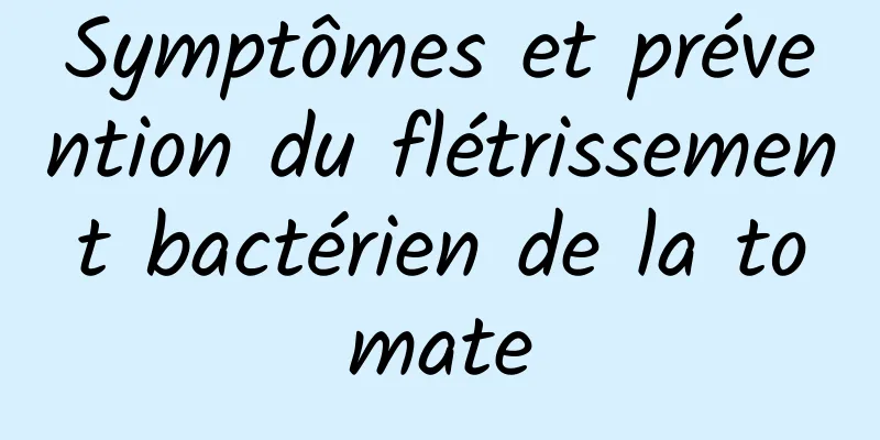 Symptômes et prévention du flétrissement bactérien de la tomate