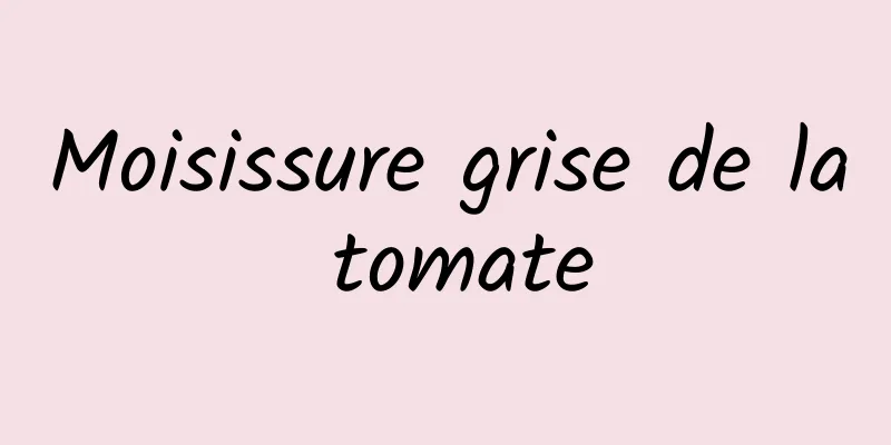 Moisissure grise de la tomate