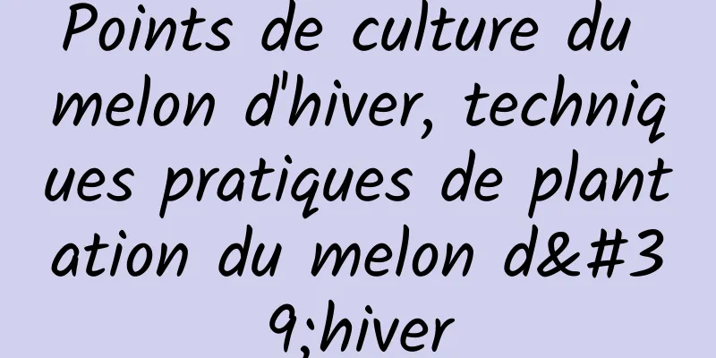 Points de culture du melon d'hiver, techniques pratiques de plantation du melon d'hiver