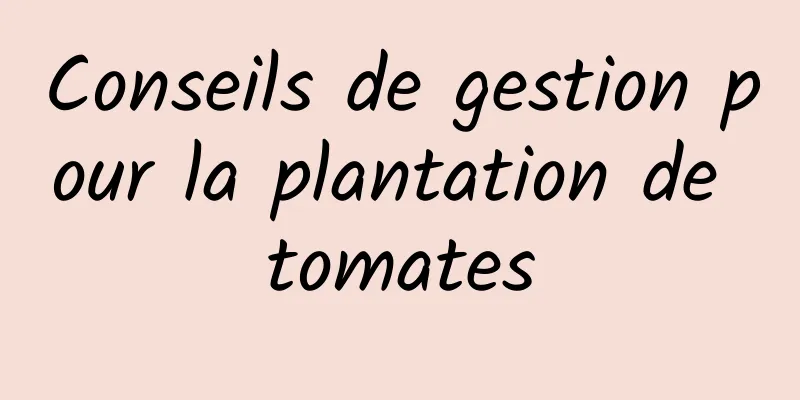 Conseils de gestion pour la plantation de tomates