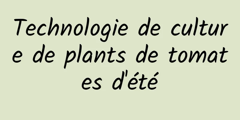 Technologie de culture de plants de tomates d'été