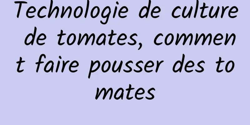 Technologie de culture de tomates, comment faire pousser des tomates