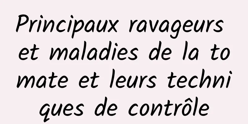 Principaux ravageurs et maladies de la tomate et leurs techniques de contrôle