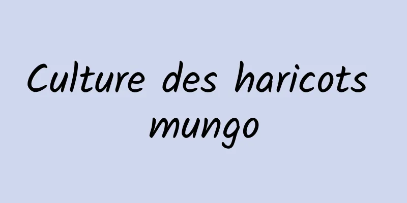 Culture des haricots mungo